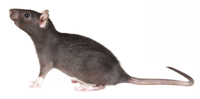 Bruine rat rattenbestrijding