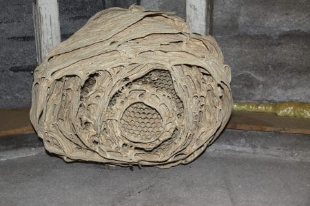 Oud hoornaars nest