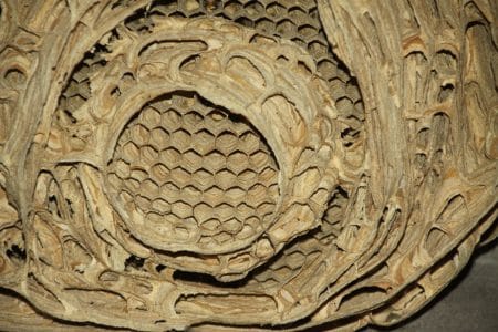 details hoornaars nest
